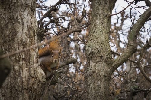 squirrel trees animal