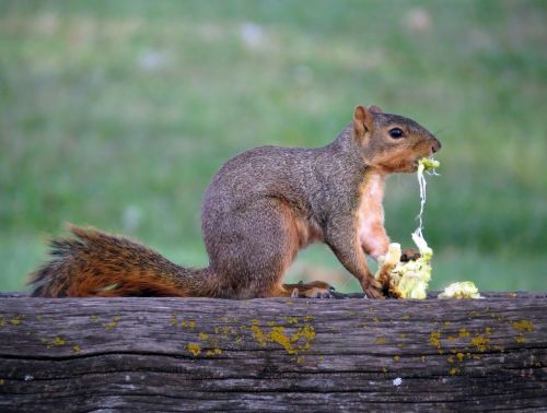 squirrel hedge apple eat