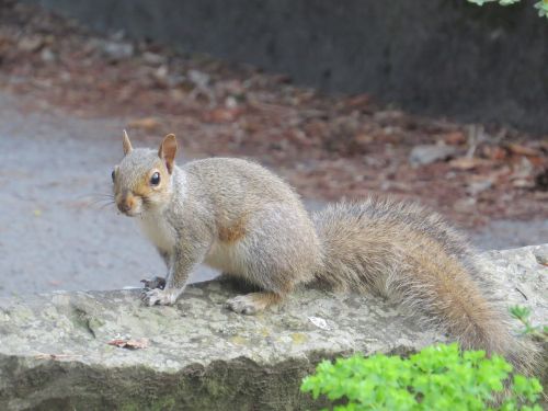 squirrel wildlife nature