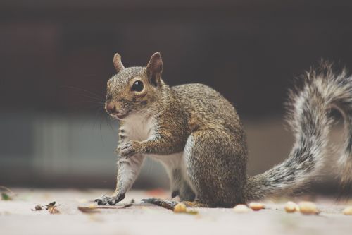 squirrel fluffy animal