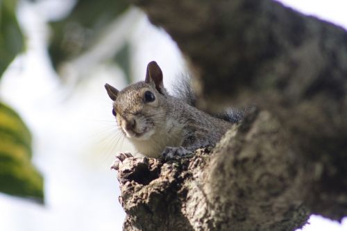 squirrel branch wood