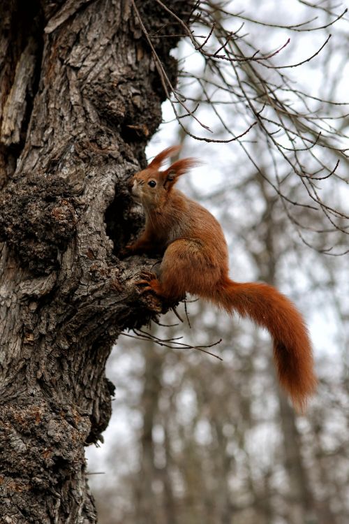 squirrel animal nature