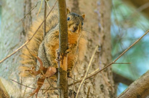 squirrel tree animal