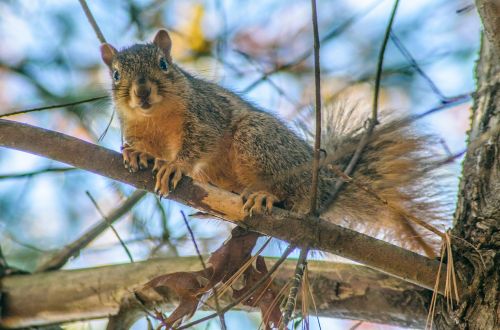 squirrel tree animal