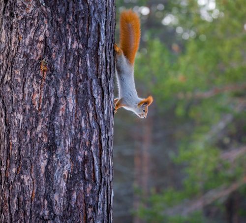 squirrel red tree