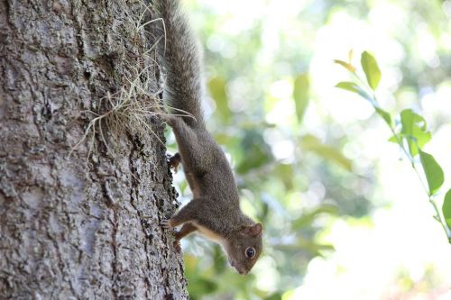 squirrel nuts nature