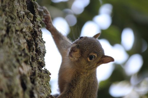 squirrel nuts nature