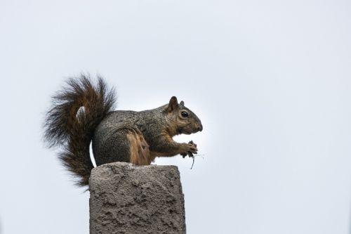 squirrel mammal rodent