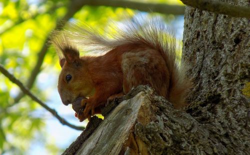 squirrel walnut tree