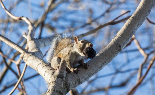 squirrel tree nature