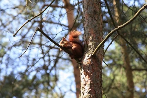 squirrel tree wood