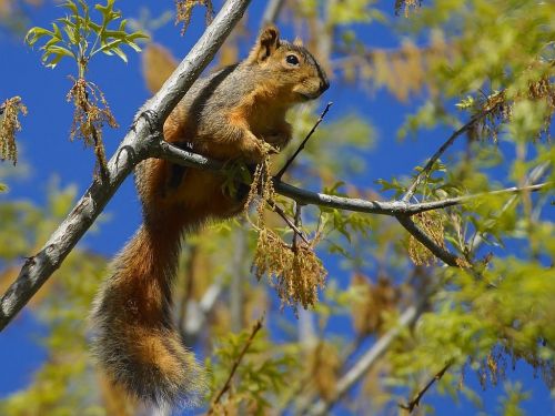 squirrel chipmunk branch