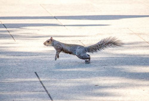 squirrel animal nature