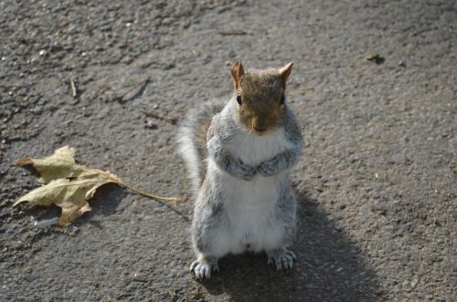 squirrel grey hyde park