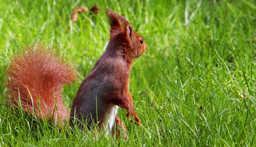 squirrel  tree squirrels  grass