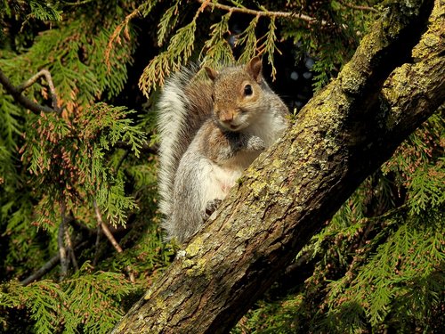 squirrel  cute  wildlife