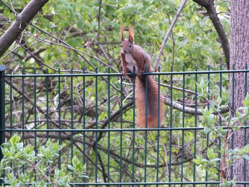 squirrel  fence  nature