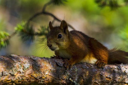 squirrel  mammals  rodent