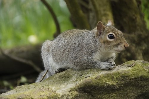 squirrel  wildlife  animal