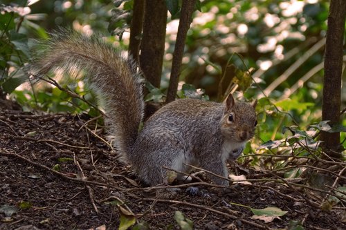 squirrel  wildlife  animal