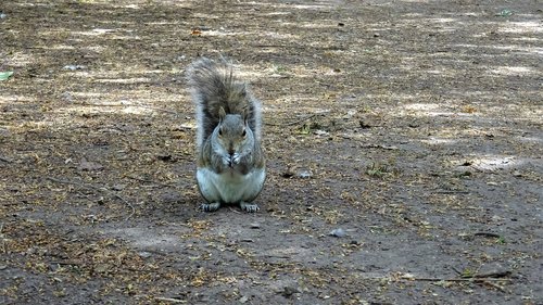 squirrel  park  nottingham