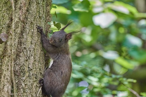 squirrel  tree  rodent