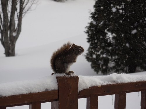 squirrel  animal  nature