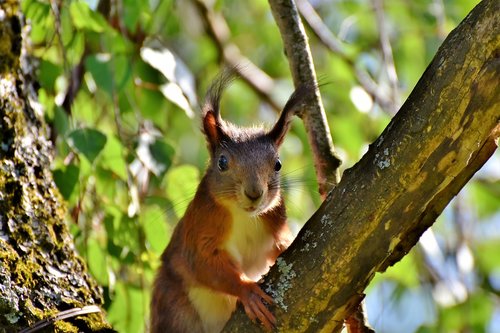 squirrel  verifiable kitten  rodent