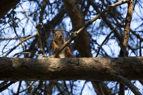 squirrel  norway  nut