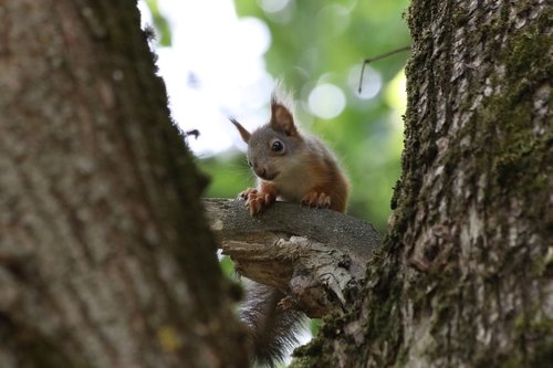 squirrel  little  wildlife photography