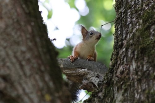 squirrel  tree  little