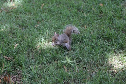 squirrel  nature  wildlife