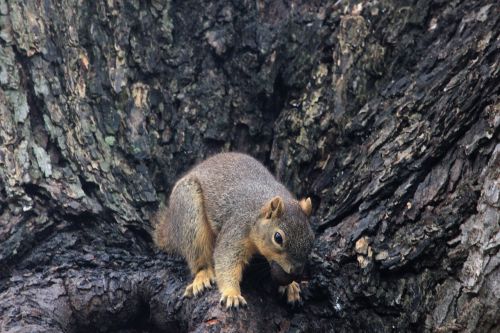 squirrel mammals rodent