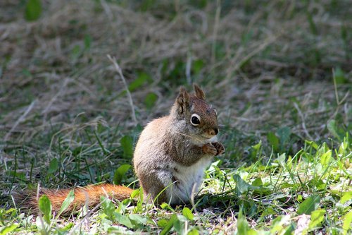 squirrel  eating  sitting