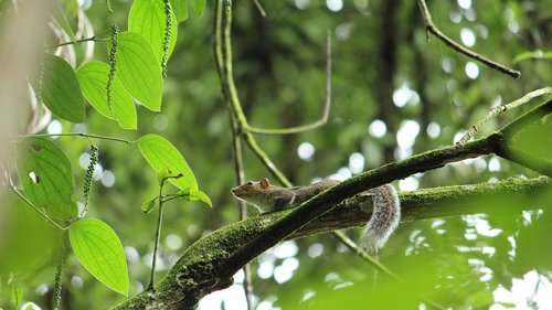 squirrel  mammal  rodent