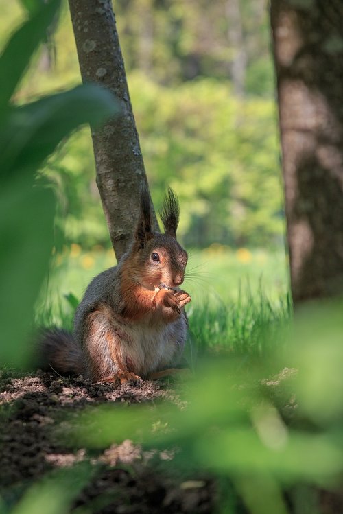 squirrel  rodent  cute