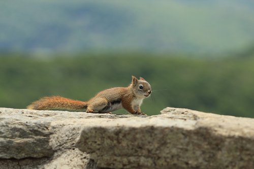 squirrel  animal  nature