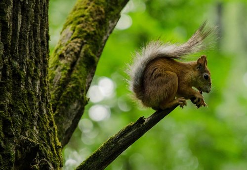 squirrel  forest  nature