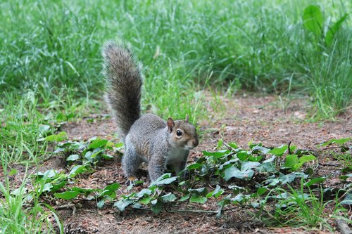 squirrel  animal  nature