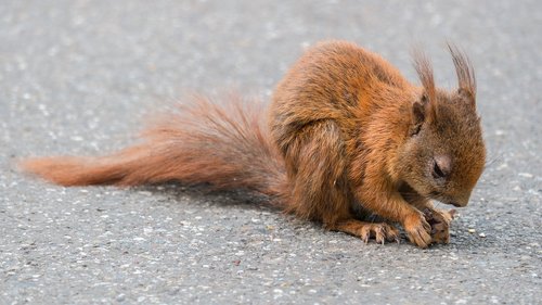 squirrel  foraging  cute