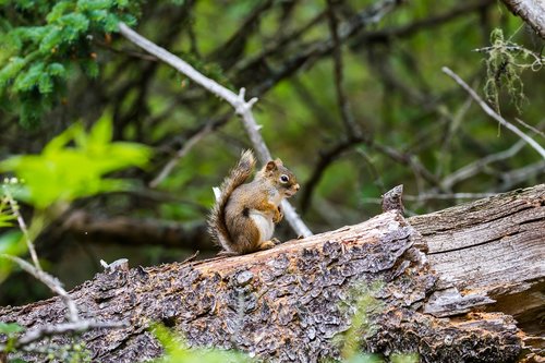 squirrel  mount  troco