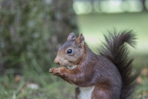 squirrel  park  alameda