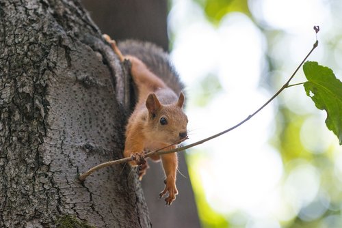 squirrel  tree  tail