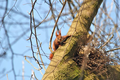 squirrel  nature  tree