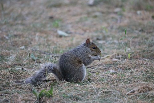 squirrel  park  nature