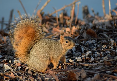 squirrel  animal  nature