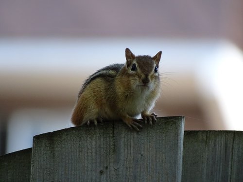 squirrel  animal  nature