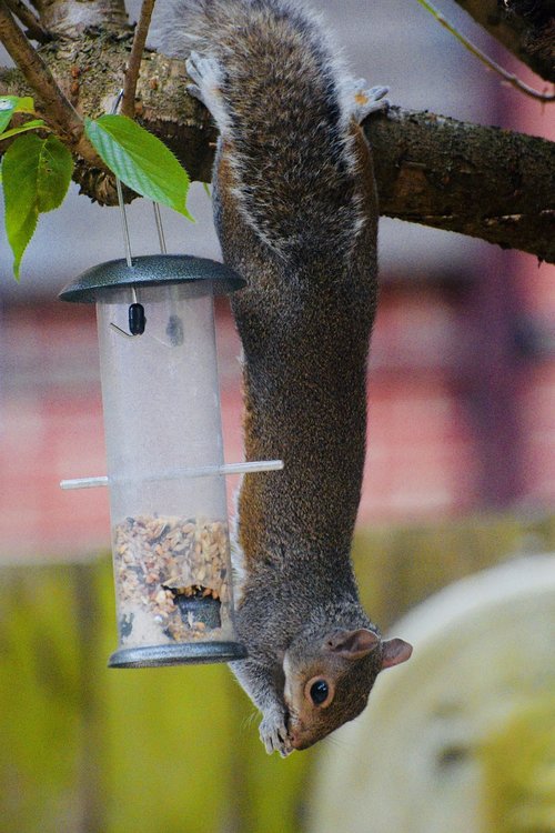 squirrel  tree  nature