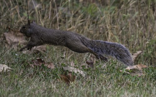 squirrel  running  tail