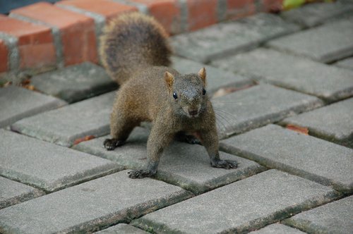 squirrel  park  taiwan